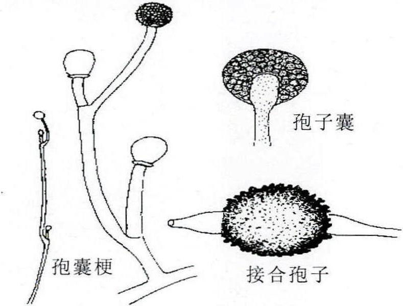 2-34 毛霉的模式图